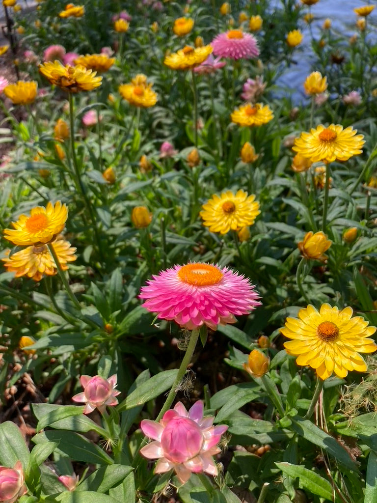 Spring Floral Design Workshop and Garden Luncheon