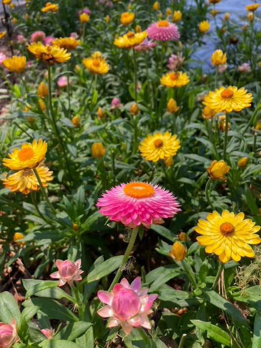 Spring Floral Design Workshop and Garden Luncheon